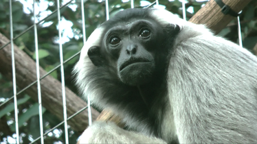 Hylobates pileatus